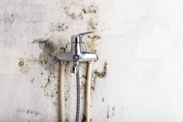  Gleneagle, CO Mold Removal Pros