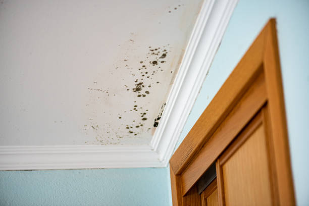 Best Office Mold Removal Services  in Gleneagle, CO