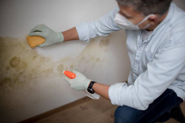 Best Fast Mold Removal  in Gleneagle, CO