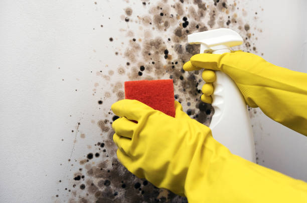Best Crawl Space Mold Removal  in Gleneagle, CO