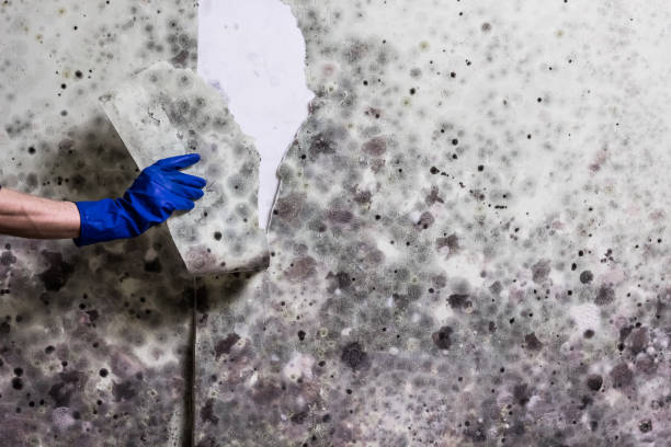 Best Commercial Mold Removal  in Gleneagle, CO